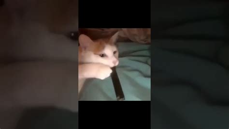 Cat Hits The Fat Juul Youtube
