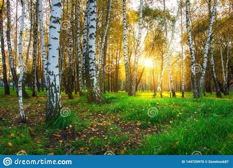 Autumn Birch Trees In Bright Sunlight Forest Nature Landscape At