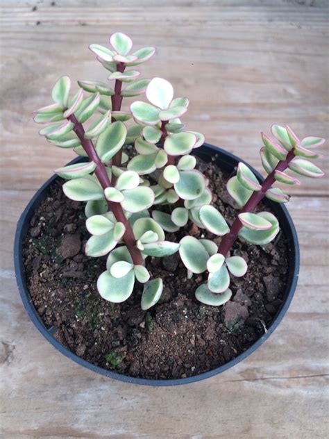 Растение ⌀ 5 portulacaria afra variegata (портулакария). 44 - Portulacaria Afra Variegata