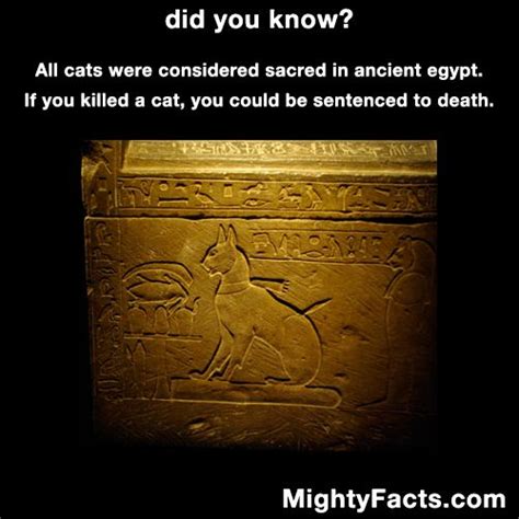 One more fun cat brain fact: 1471 best images about True Facts on Pinterest | Funny ...