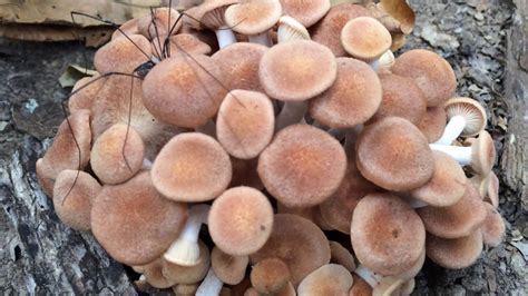 Mushrooms Are These Edible Northeast Texas In A Warm November Youtube