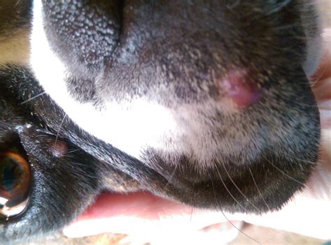 Bump On Dogs Nose