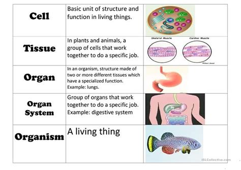 Levels Of Organization And Organism Structural Relationships Diagram