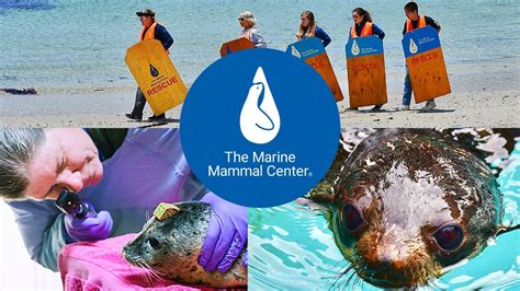 Saving Sea Creatures On The California Coast The Marine Mammal Center