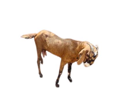 Sirohi Female Goat At Best Price In Ajmer Rajasthan Mharaja Goat Farm