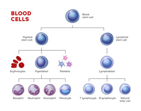 1300 White Blood Cell Diagram Stock Photos Pictures And Royalty Free