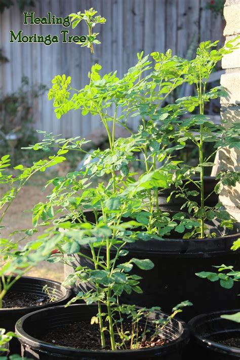 We did not find results for: Healing Moringa Tree: Moringa Moringa trees~ get your ...