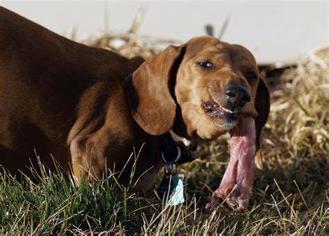 Meat, bones, organs and all. Comprehensive Guide to Raw Dog Food