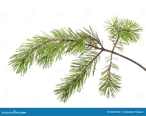 Isolated On White Pine Tree Branch Stock Photo Image 56401062