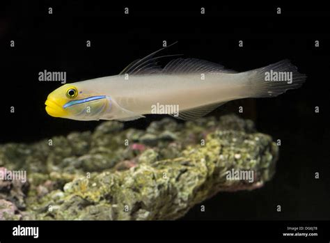 Blueband Goby Valenciennea Strigata Stock Photo Alamy