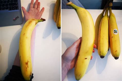 Woman Shocked After Discovering Huge Foot Long Banana The Size Of Her