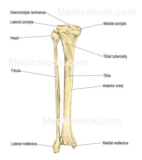 Human Leg Bone Structure Human Anatomy Details