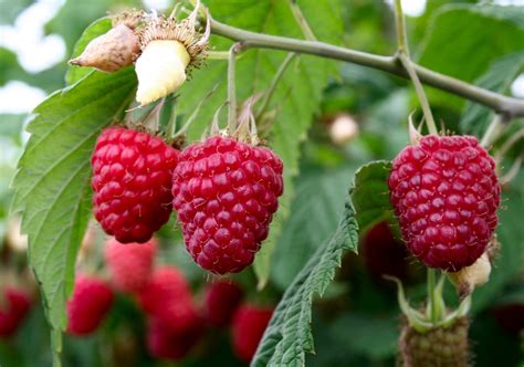 Raspberry plants 4 plants natural varieties NON GMO - Hand Picked Nursery