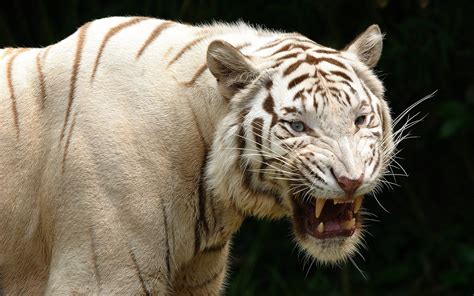 1920x1200 White Tiger Full Hd Pictures Coolwallpapersme