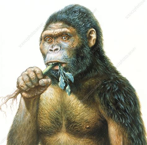 Male Australopithecus Eating A Plant Stock Image E4370054 Science Photo Library