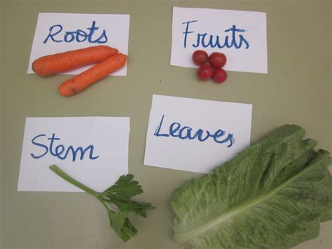 Maybe you would like to learn more about one of these? Eating plants - English La Farigola