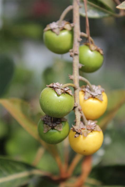 Nance A Fruit Of Prehispanic Guatemala Byrsonima Crassifolia But Also
