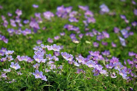 Purple Wild Flower Field Near Mountain In Northern India Stock Photo