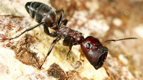 Newly Discovered ‘exploding Ants Will Kill Themselves To Protect The
