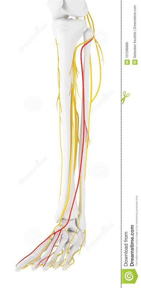 The Superficial Peroneal Nerve Stock Illustration Illustration Of