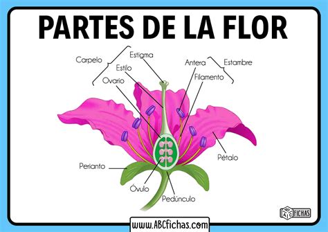 La Planta Y Sus Partes Dibujo Flor Que Es Partes De La Flor Funcion Y Hot Sex Picture