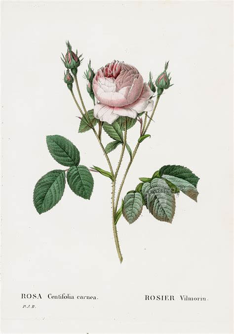 Gerard van spaëndonck is recognized for developing the watercolor. P. J. Redoute Les Roses Prints 1828