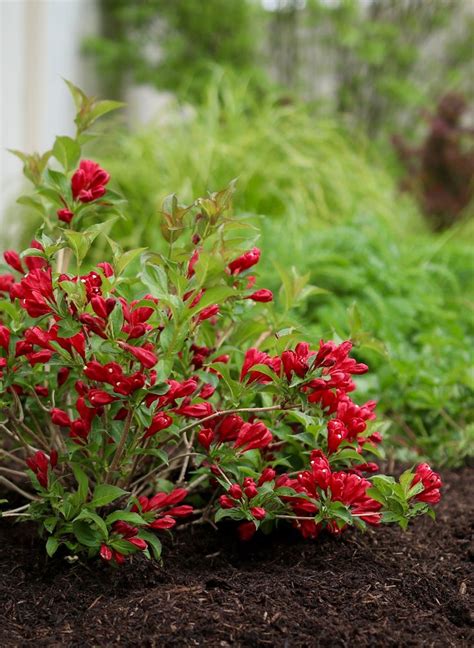 Enjoy These Lipstick Red Blooms On Your Flowering Shrub In Spring And