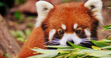 Two Red Pandas Were Just Born At The Toronto Zoo
