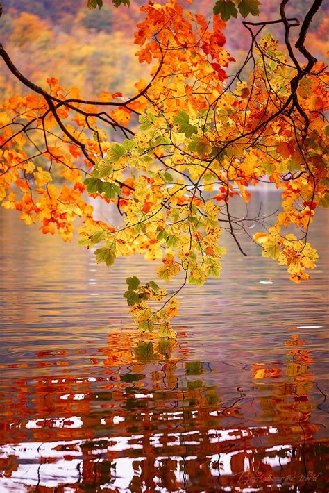 ~~autumn Leaves Fall In Plitvice Croatia By Begirl