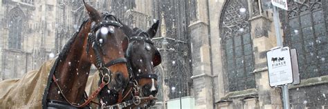 Das leid der wiener fiakerpferde. Gesetze zu Pferdekutschen - Wiener Fiakerpferde ...