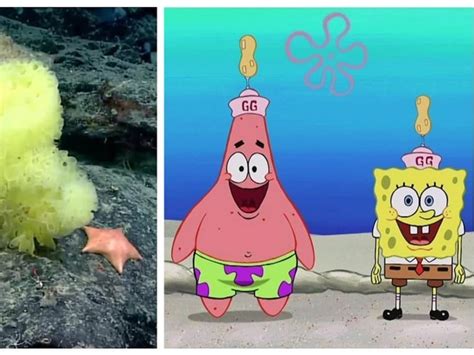 Marine Biologists Find Real Life Spongebob Squarepants Patrick Star On