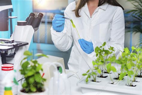 Biologist Working With Seedlings In Plant Laboratory Stock Image