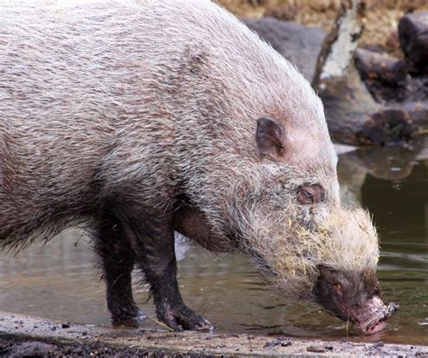 Palawan Bearded Pig Sus Ahoenobarbus Pig Habitat Pig Palawan