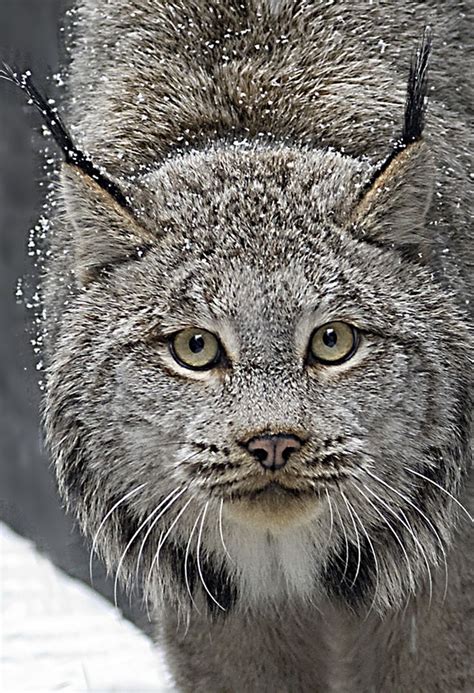 17 Best Images About Katachtigen Lynx On Pinterest