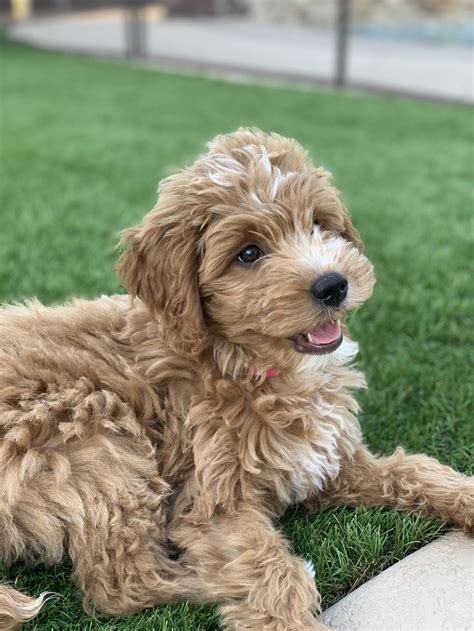 Teddy bear goldendoodles are given that name due to their beautiful boxy teddy bear heads obtained from breeding english golden retrievers to a poodle. Mini teddy bear goldendoodles | Goldendoodle, Mini teddy ...