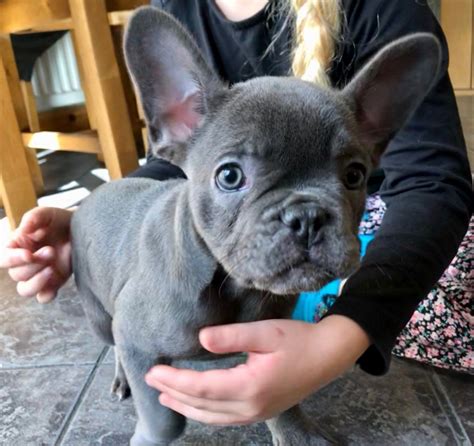 We pride ourselves on the quality of frenchie and service provided. French Bulldog Puppies For Sale | Houston, TX #288342