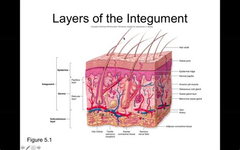 Chapter 5 Integumentary Part1 Introduction And Epidermis Youtube