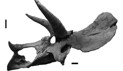 Hell Creek Formation Tells A Tale Of Triceratops Answers In Genesis