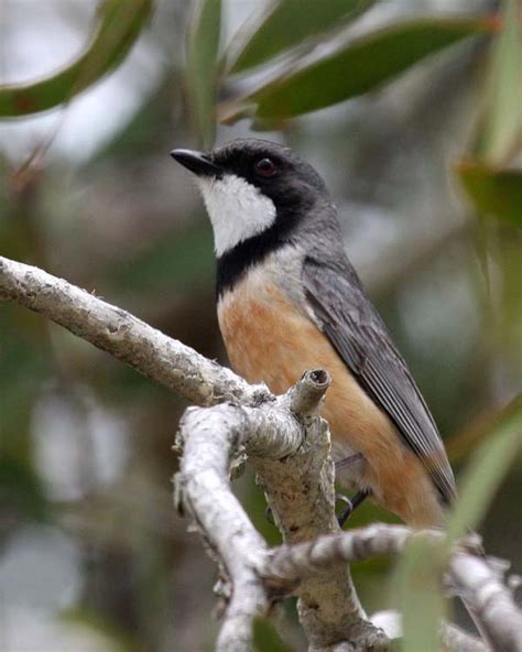 Rufous Whistler Pachycephala Rufiventris