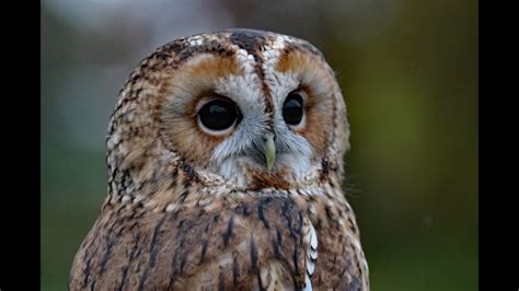 Barred Owl Calls Barred Owl Sound Effects Barred Owl Noises Owl