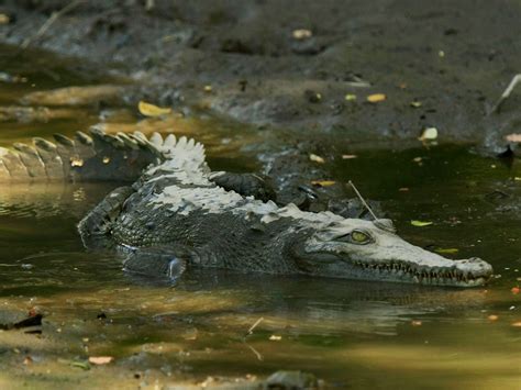 atacado por crocodilo em festa de aniversário