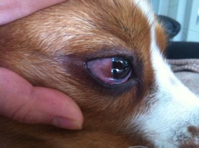 Most often it is a sign of infection in or near the eye, but it can also be caused by allergies, autoimmune disease and injury. A couple of days ago my dogs of his eyes was swollen and bulging in his right eye. I read that ...