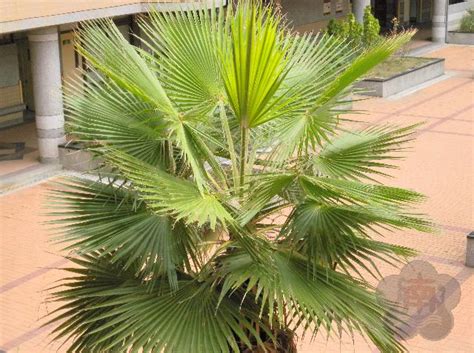 中華民國教育部版權所有© 2015 ministry of education, r.o.c. 植物知多少