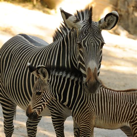Baby Zebra Born At Cincinnati Zoo Photos Video Huffpost