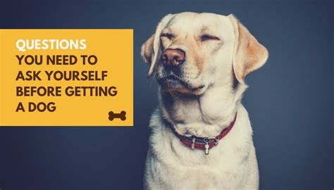 5 Questions You Need To Ask Yourself Before Getting A Dog