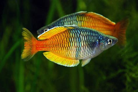 Nama latin ika rainbow boesemani adalah melanotaenia. Pez arcoiris: Conoce todo acerca de esta especie muy bonita