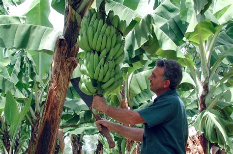 Eco Bananas Ecoganic Farming Red Tip Banana Avocado Papaya