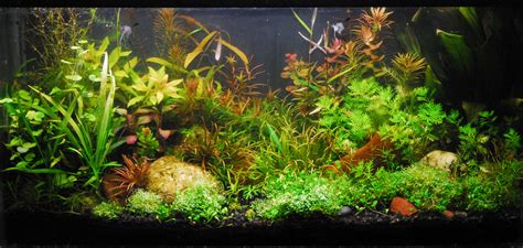 Aquarium Plants Decorations #4240115, 3334x1584 | All For Desktop
