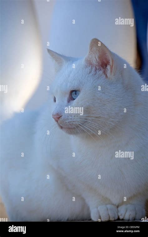 Gato Blanco Con Ojos Azules Fotografía De Stock Alamy