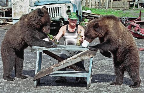 Russia Bears Drink Sergei Ilnitsky Russian Photojournalist